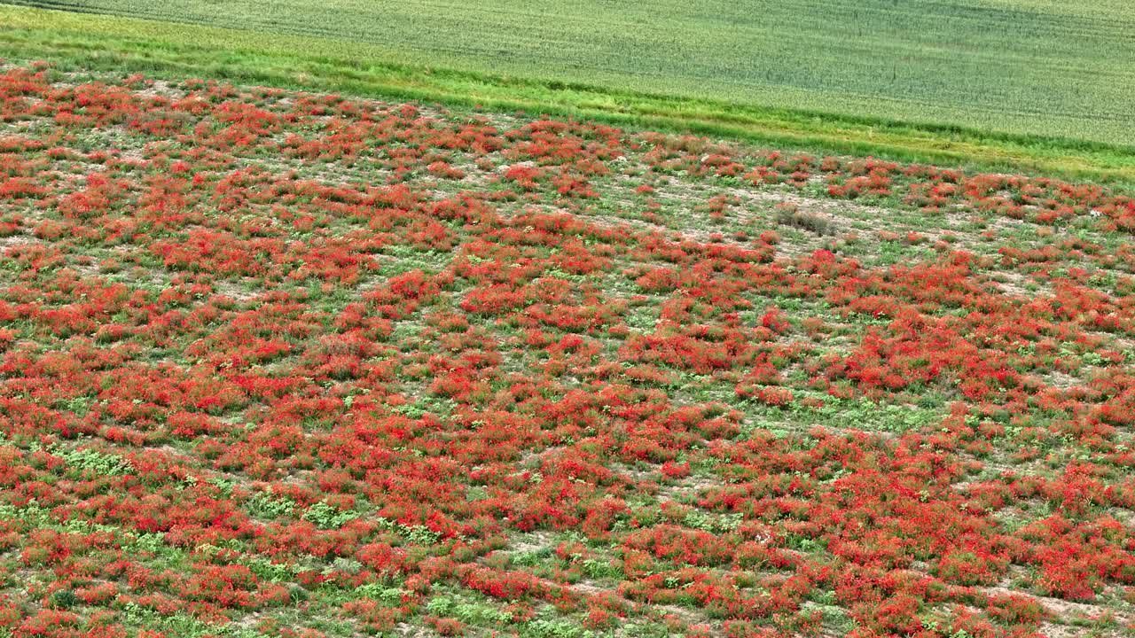 Drone tilts down over a vibrant field of red poppies (Papaver rhoeas), their blossoms spread across fresh green grass, forming natural patterns that highlight the beauty of spring countryside