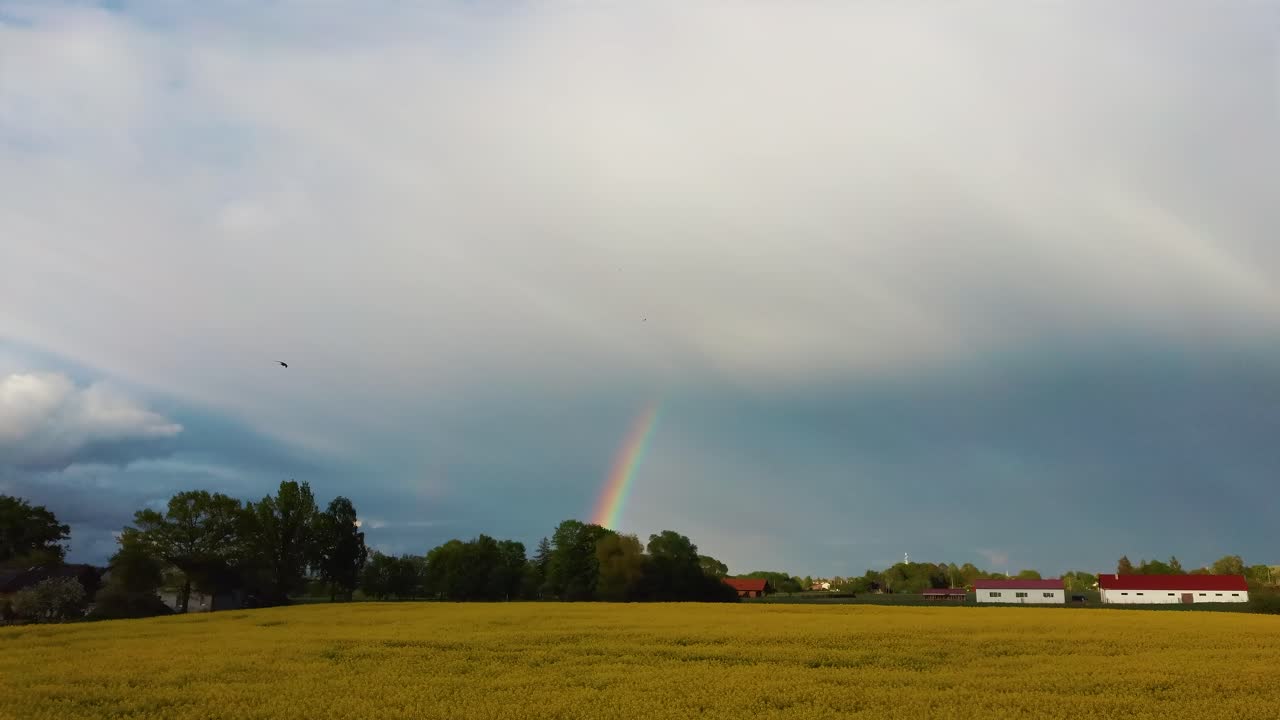 el arco iris sobre el campo de colza con canola floreciente, durante la primavera, vista aérea bajo nubes pesadas antes de la tormenta