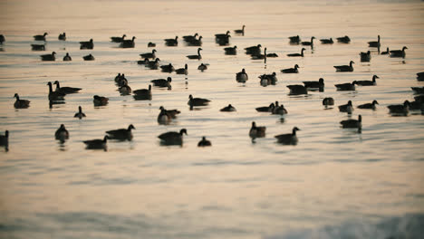 Flock-of-Wild-Canadian-Geese-Swimming-in-Clean-Lake-Water-Waves-during-Sunset