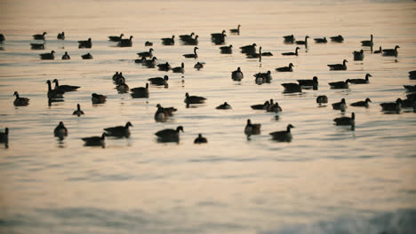 flock of wild canadian geese swimming in clean lake water waves during sunset