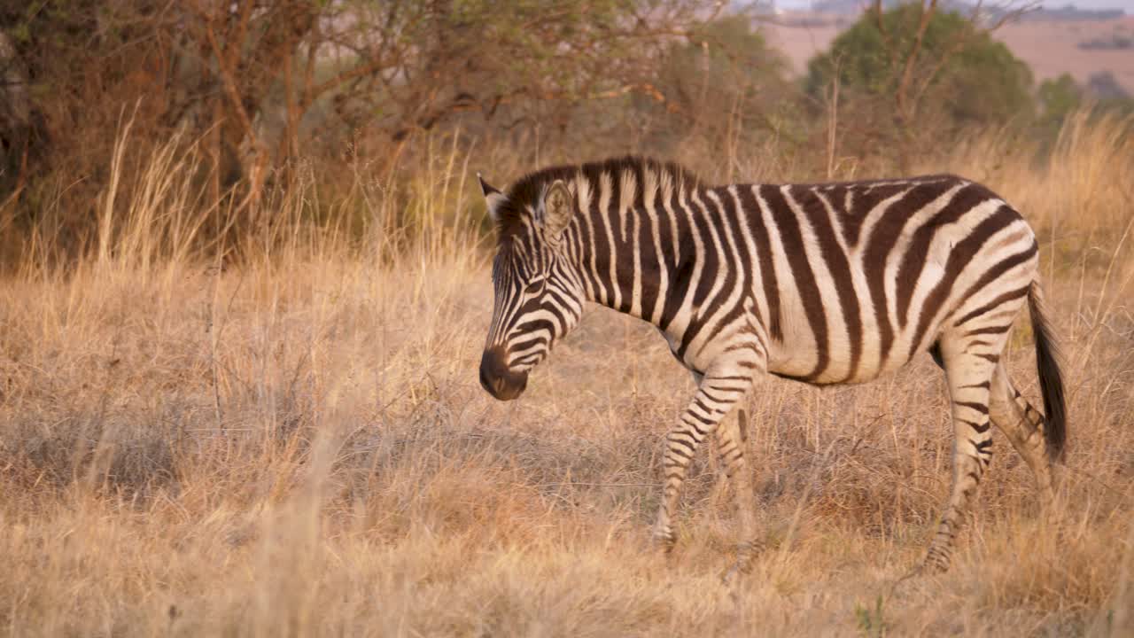En slettezebra går gennem savannen mod noget vegetation i en sydafrikansk vildtpark