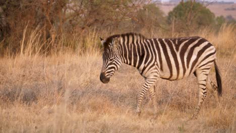 a plains zebra walks through the savanna towards some vegetation in a south african wildlife park