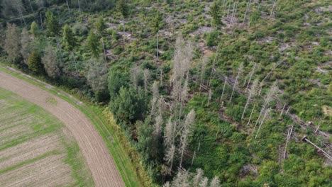destroyed forest next to agriculture