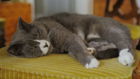 un gran gato gris tendido en una silla. muy serio