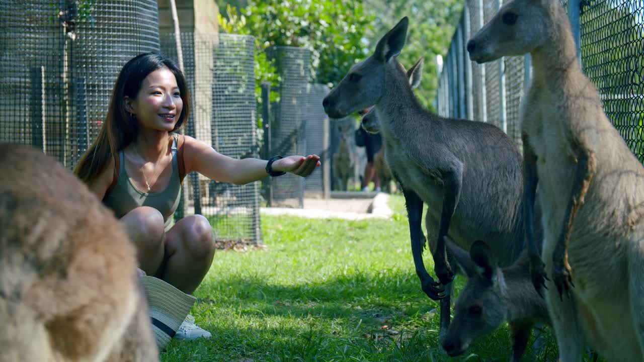 SLOW MOTION, Young Malaysian Woman Hand Feeding Kangaroos