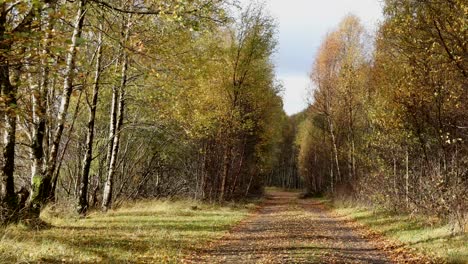 Bunte-Herbst--Oder-Herbstblätter,-Die-Von-Bäumen-Wehen,-Hochland,-Schottland