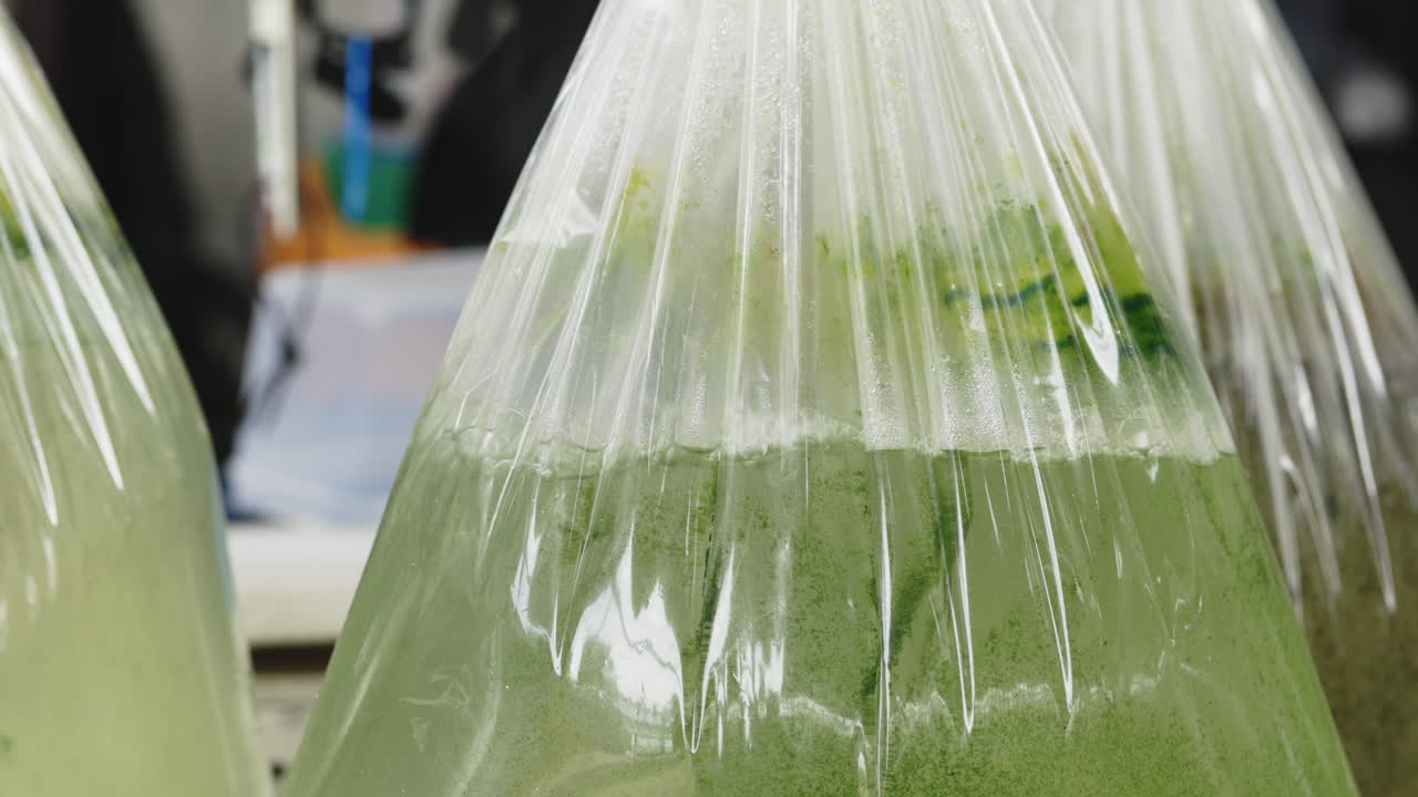 Plastic bags filled with water and algae