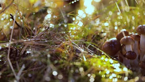 Armillaria-Mushrooms-of-honey-agaric-In-a-Sunny-forest-in-the-rain.