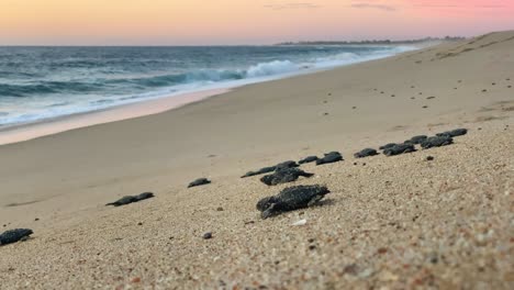 Closeup-of-baby-leatherback-sea-turtles-crawling-to-the-ocean