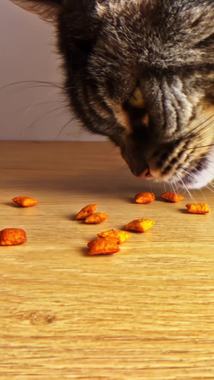 Hand lässt Katzenleckerlis auf den Tisch fallen, während sich eine neugierige Katze nähert, um die Snacks zu fressen, vertikal.