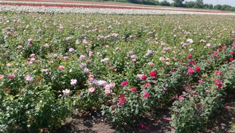 Breeding-farm-for-roses.-Breeding-roses