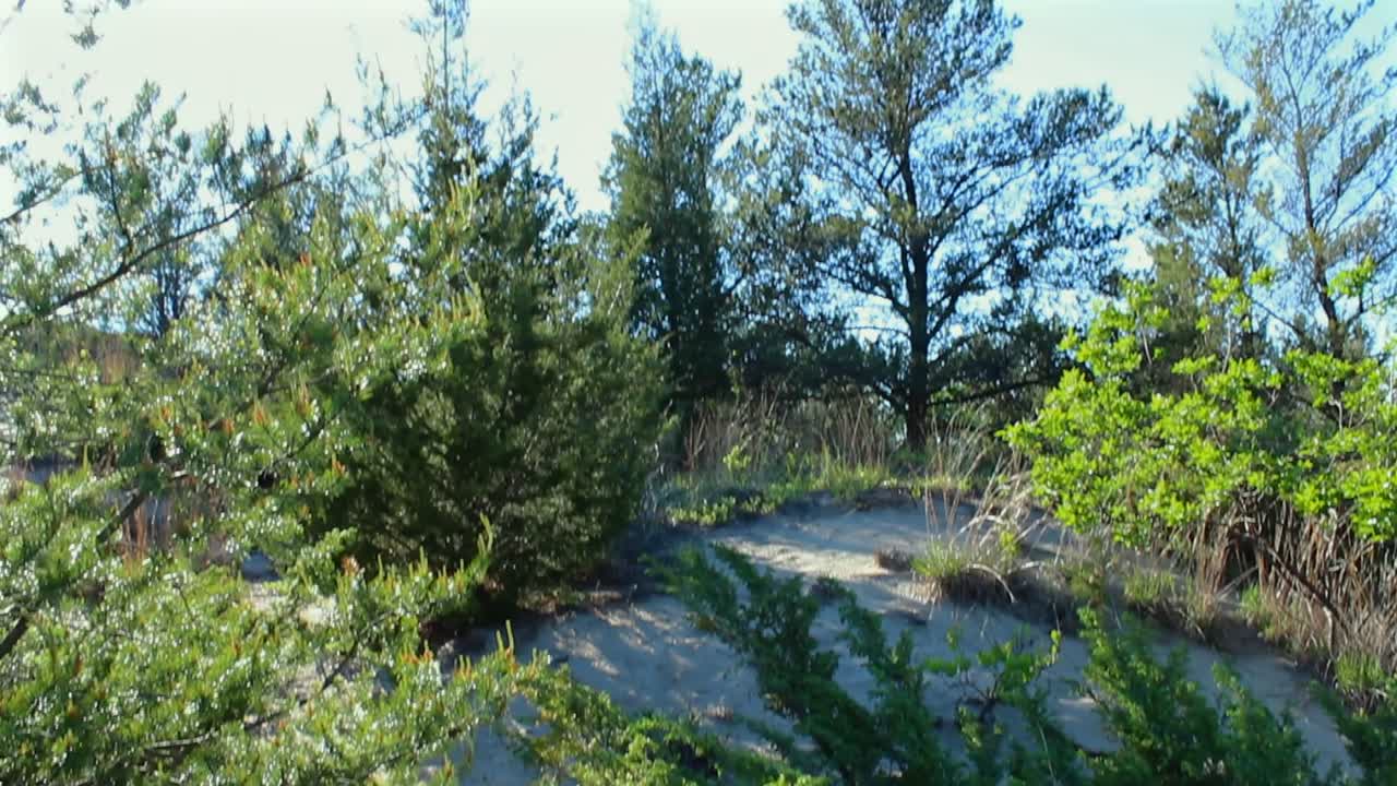 Vibrant greenery and sandy paths of Indiana Dunes National Park under bright daylight. The vivid vegetation and serene landscape create a peaceful atmosphere