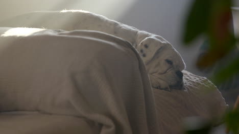 White-albino-boxer-dog-resting-in-warm-sunlit-chair-waking-from-sleep-in-family-home