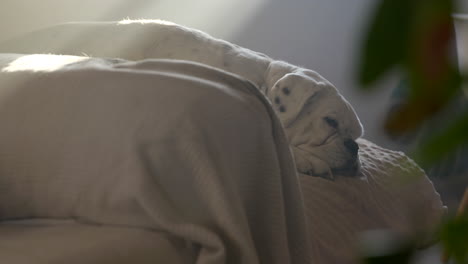 white albino boxer dog resting in warm sunlit chair waking from sleep in family home