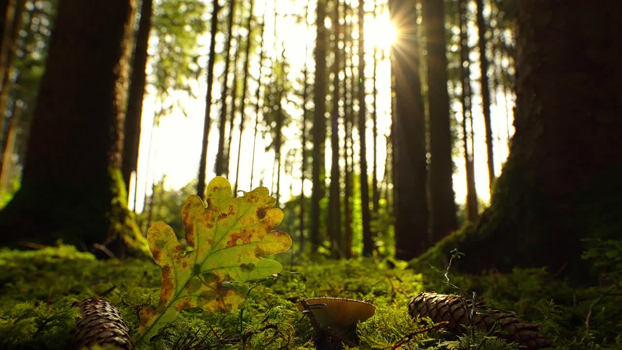 timelapse de un paisaje forestal de colores otoñales donde el sol brilla a través de los árboles y revela un agujero en forma de corazón como concepto para la maravillosa temporada de otoño de colores