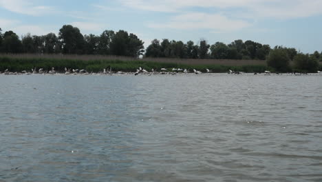 Pájaros-Volando-En-Cámara-Lenta-Sobre-El-Agua