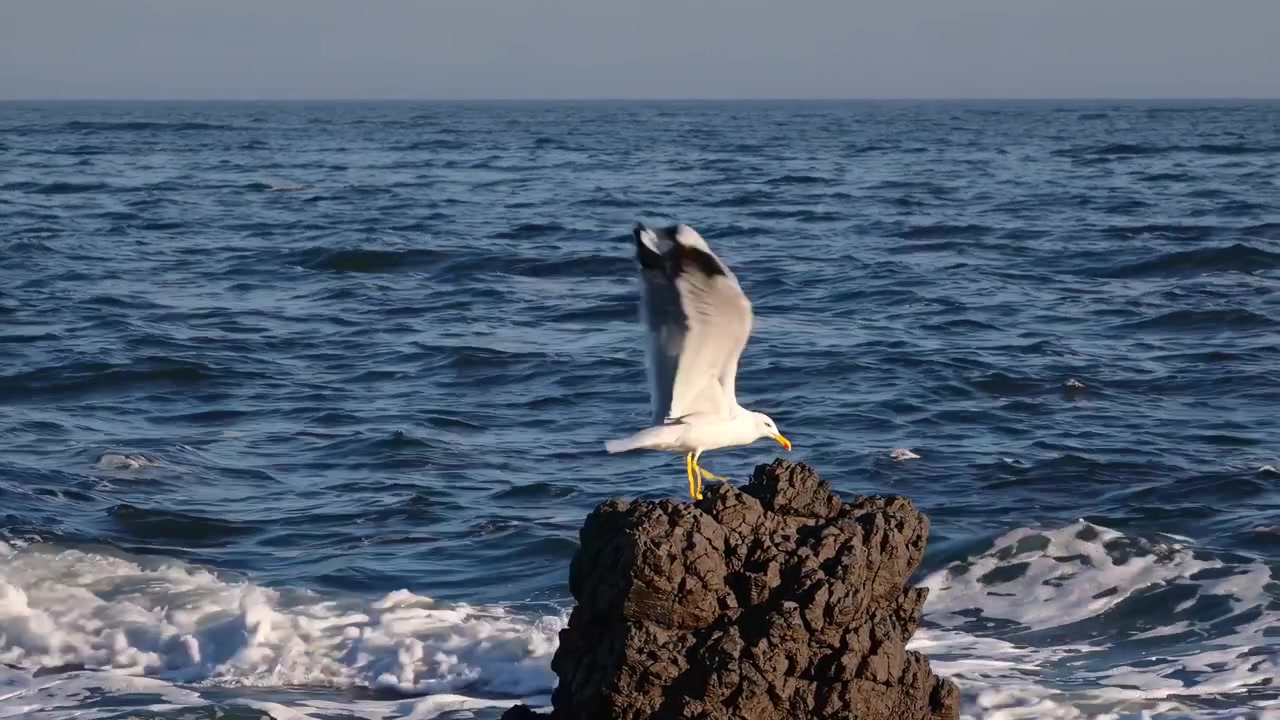 打ち寄せる波の上の岩に止まるカモメ