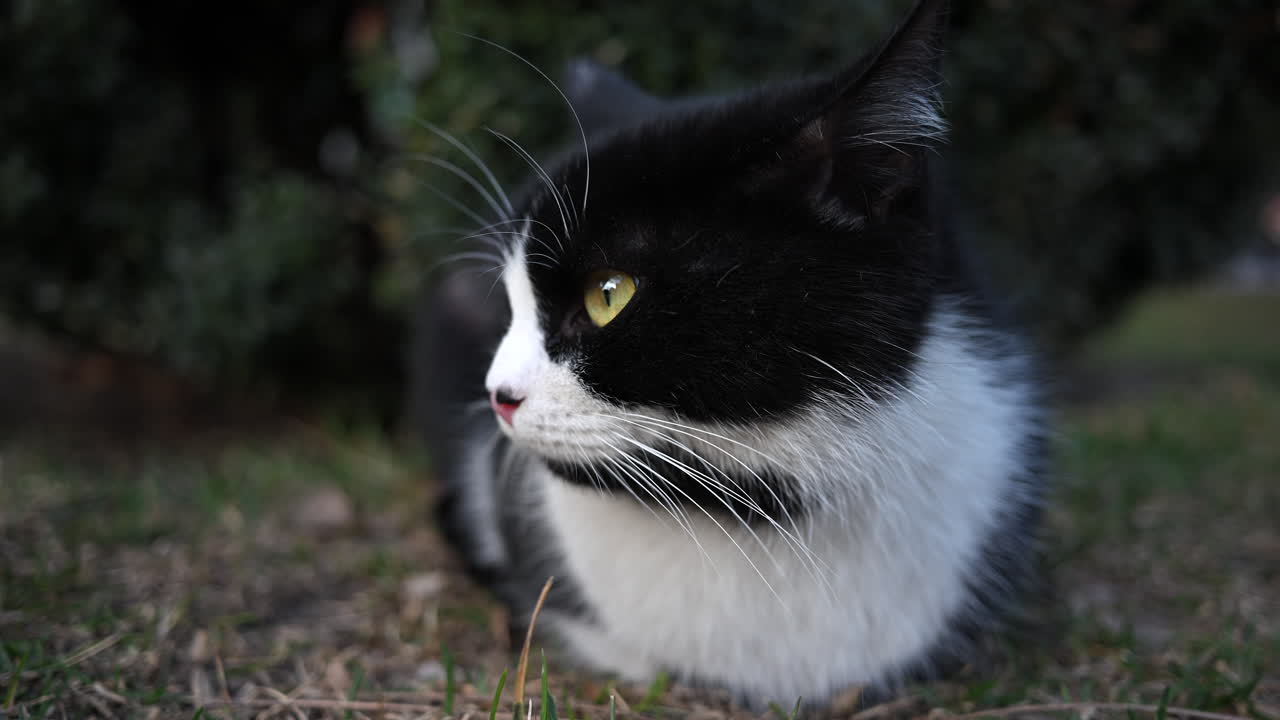 Gatto bianco e nero che riposa sull'erba all'aperto vicino ai cespugli