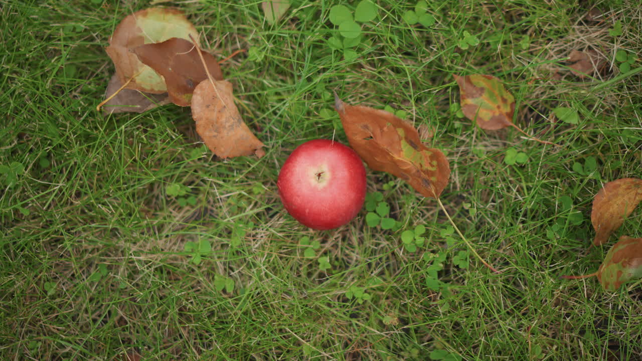 緑豊かな中にある赤いリンゴ。生い茂る草と落ち葉に囲まれ、たった一つの真紅のリンゴが横たわっています。鮮やかな緑の葉と散りばめられた秋の葉の中に、孤立した鮮烈な赤いリンゴが佇んでいます。