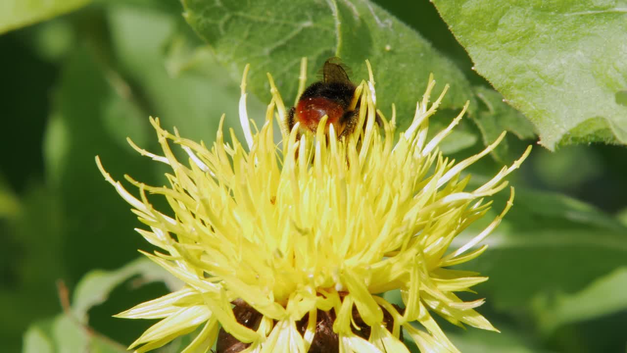 un primer plano macro de un abejorro en una flor amarilla busca comida
