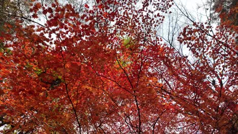 red maple leaves creating a vibrant canopy on autumn trees branches, capturing the essence of fall