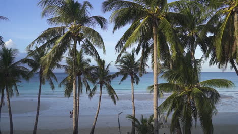 tiro de ángulo alto de palmeras en la playa limpia de la isla de boracay