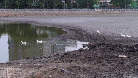 Familia-De-Aves-Silvestres-Encuentra-Habitación-En-La-Superficie-De-Un-Depósito-De-Agua.