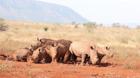 a crash of white rhinos relax on savanna in heat of african day