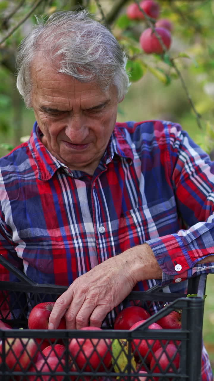 Man in bright shirt checks the apples in the black plastic box. Adult farmer sorting the apples picked in the garden. Blurred backdrop. Vertical video