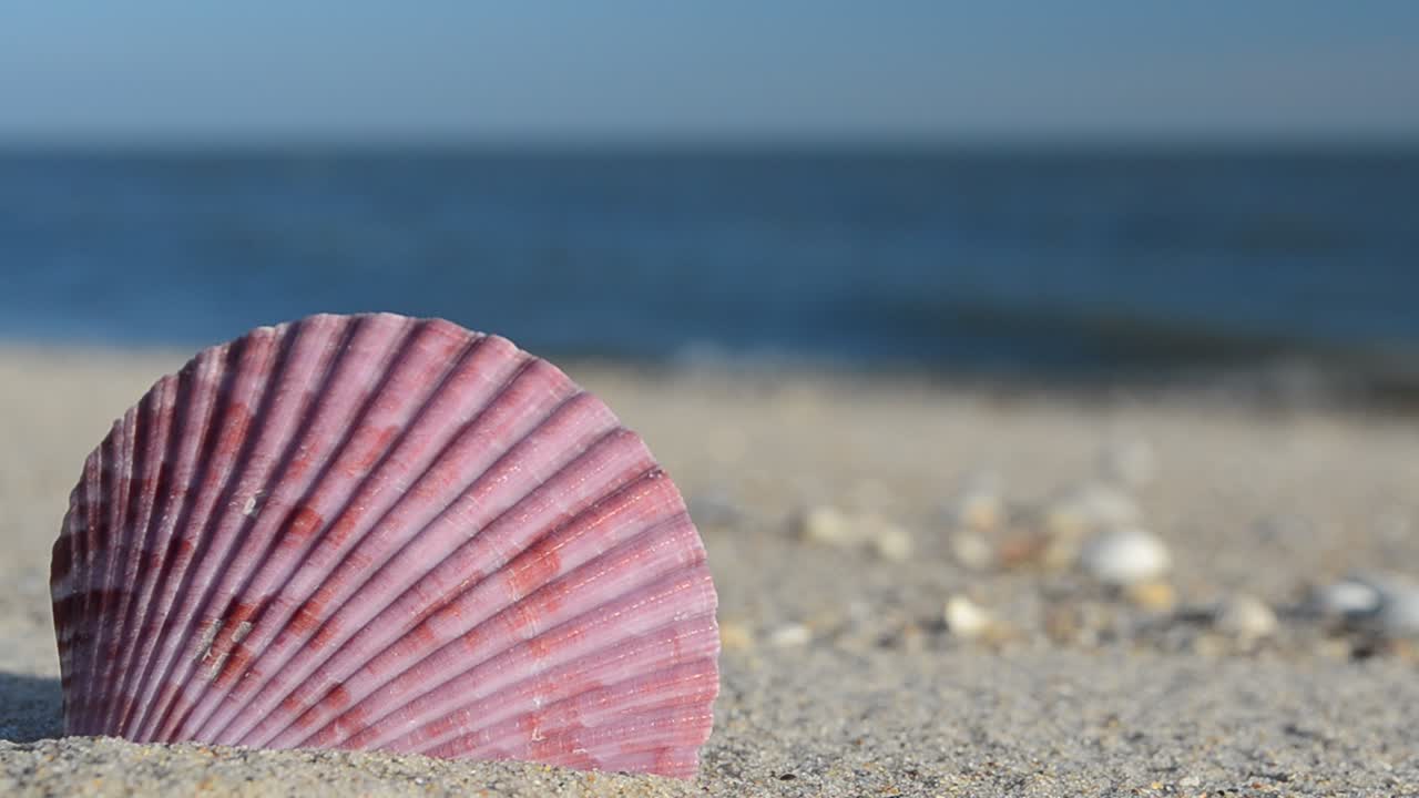 Cockleshells on sand against the background of waves. Shooting on the beach