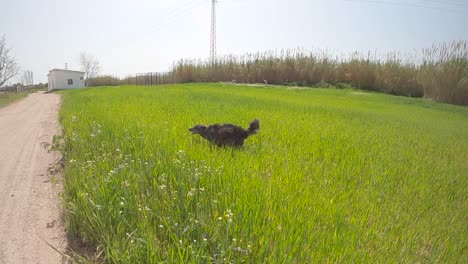 Border-Collie-Hund,-Der-In-Zeitlupe-Durch-Ein-Grünes-Grasfeld-Läuft