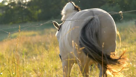 beautiful shot of white horse moving away from the camera