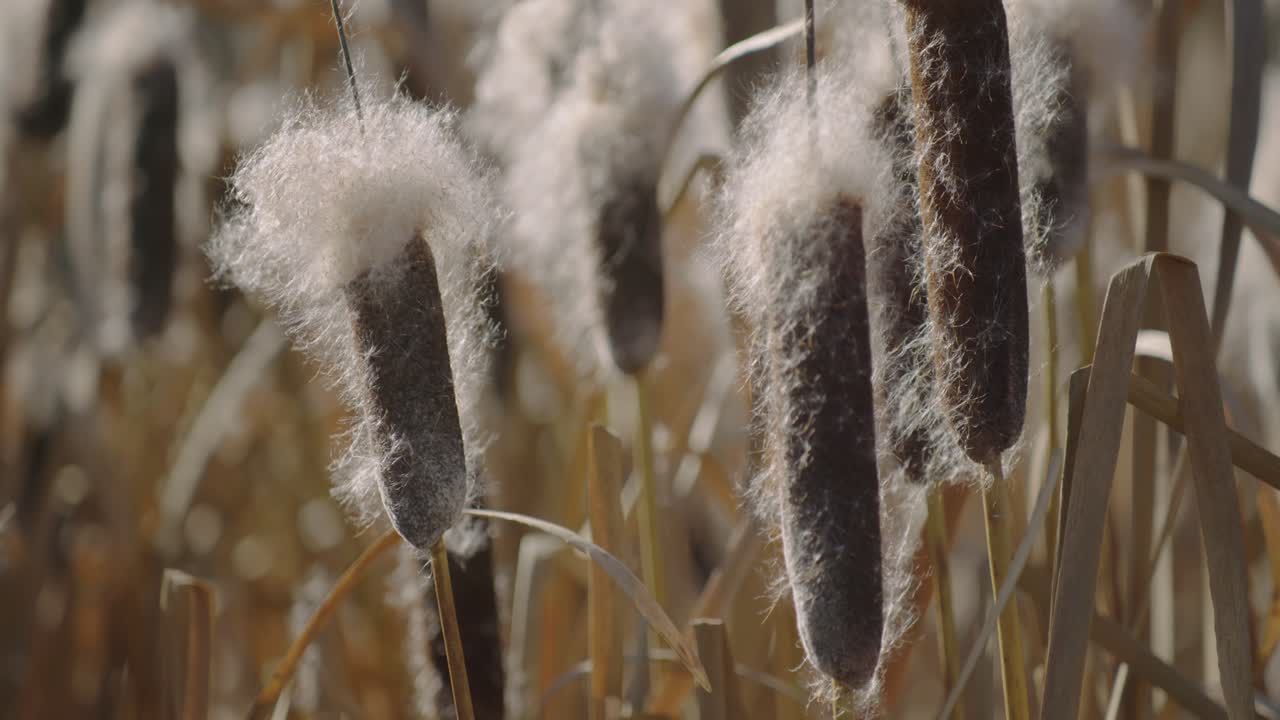 Extreme closeup of several cattails and  fluff blowing in the breeze.
