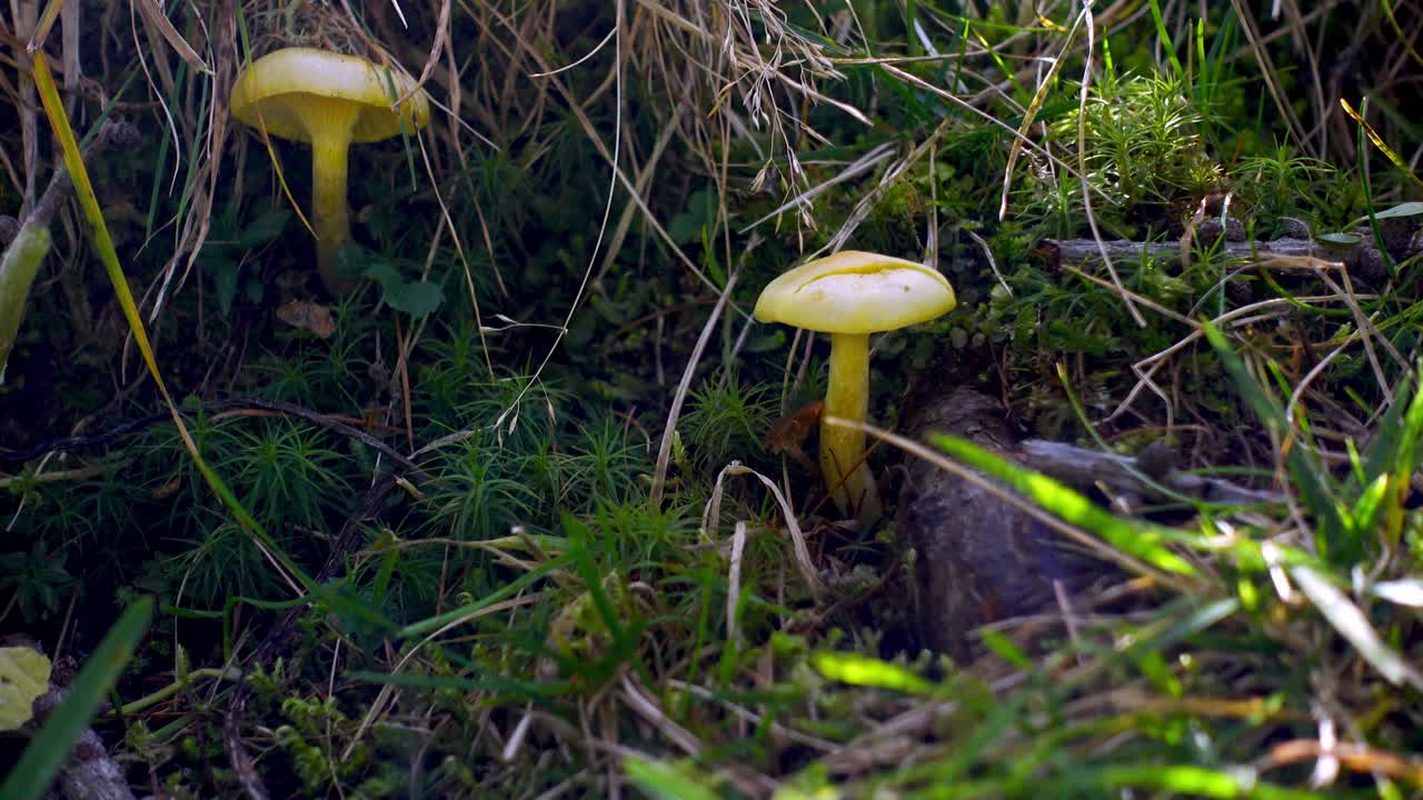 Two small mushrooms between grass in their natural habitat