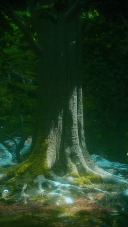 close-up of a large tree trunk in a forest