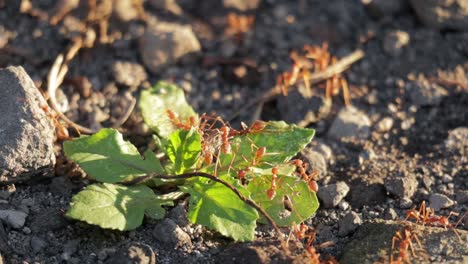 red ants colony teamwork carrying stone over plant, close-up