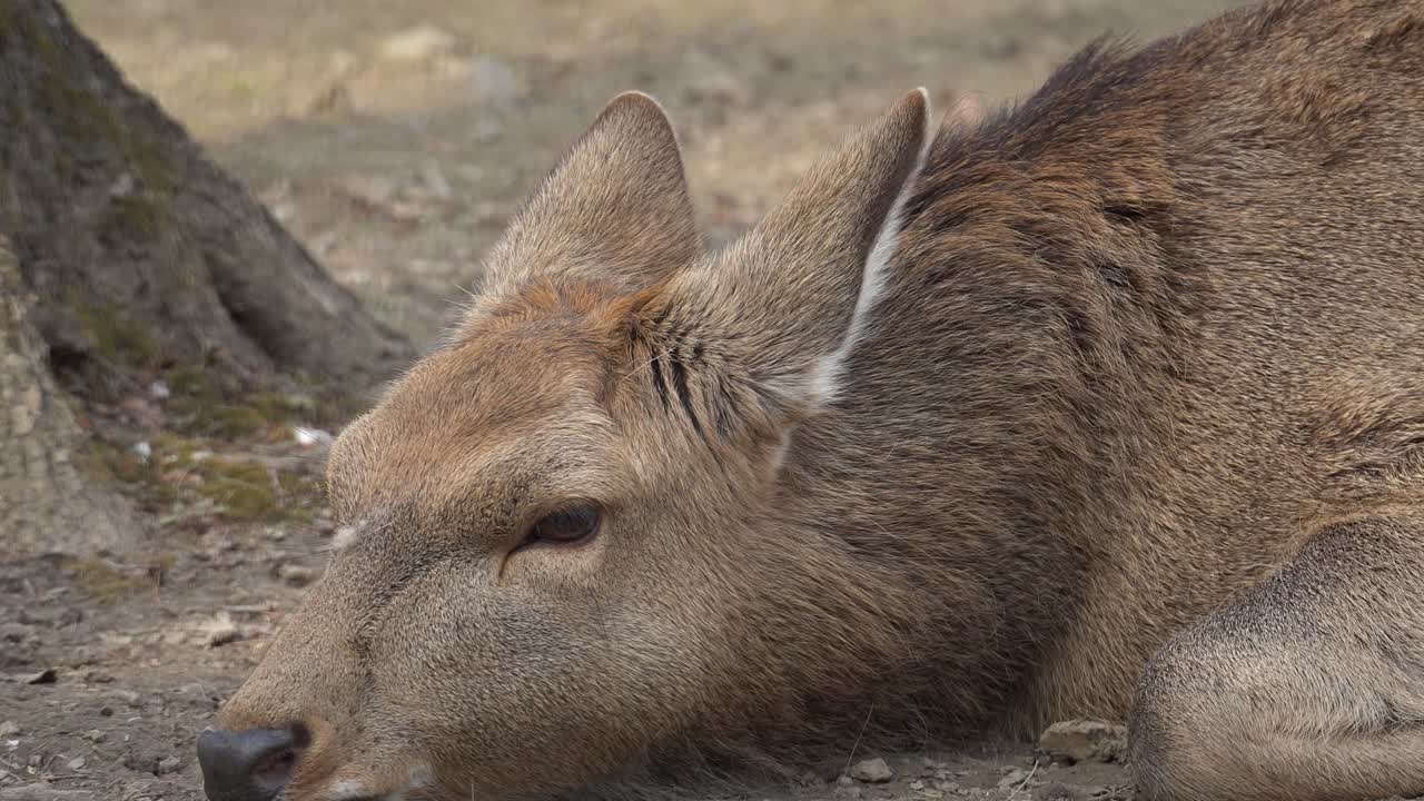 Un cervo molto annoiato si sdraia sull'erba invernale