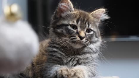 casual-relex-little-maincoon-resting-observing-on-cattree-longhair