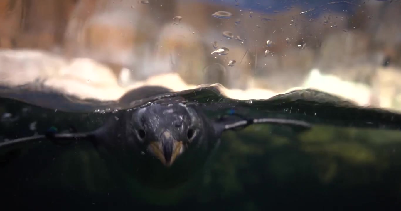 Penguins swimming and looking at camera at Omaha Henry Doorly Zoo