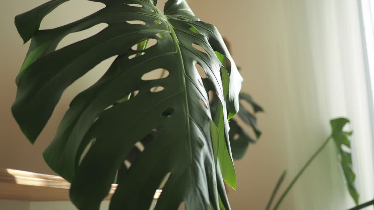 Monstera Leaf Close Up