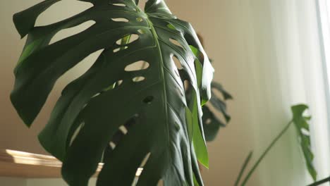 monstera leaf close up