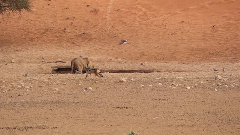 black backed jackal runs behind as african lion drinks in the kalahari