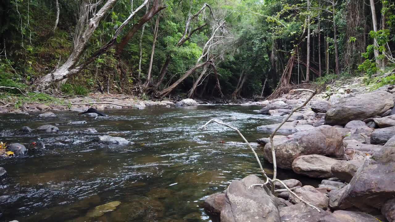 arroyo que fluye mirando hacia abajo arroyo panorámica hacia arriba cámara lenta