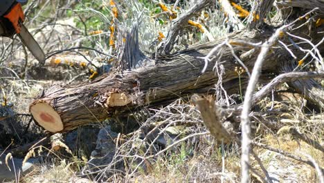 Cortar-Madera-Con-Sierra