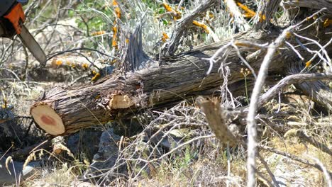 cortar madera con una sierra