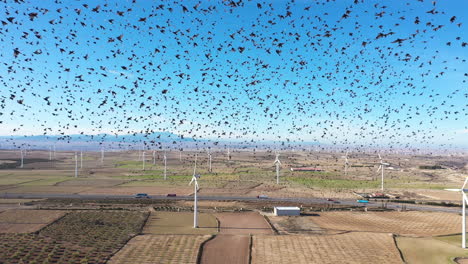 large flock of birds aerial view wind turbines plant spain green energy rare