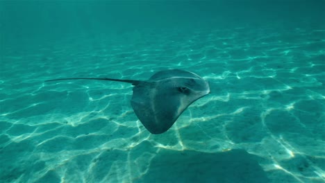 Stingray-swimming-over-white-sand-with-beautiful-light-reflections