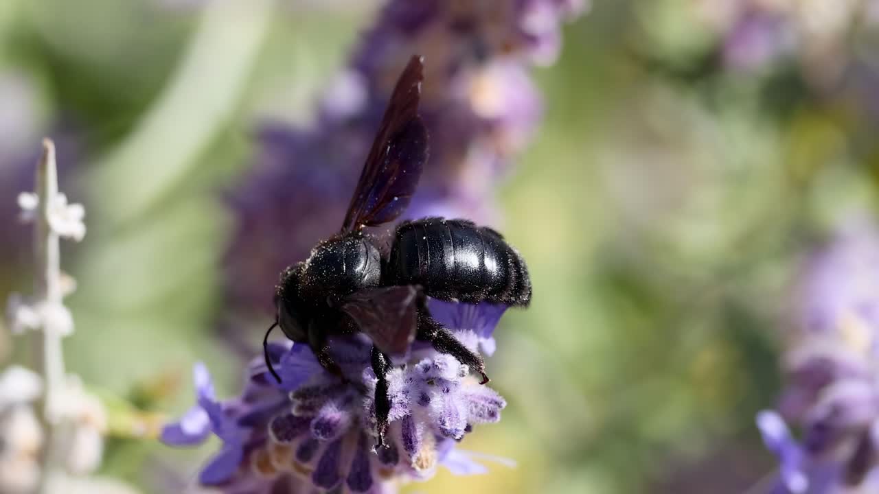 A detailed view of a carpenter bee interacting with a lavender flower, showcasing its wings and body.