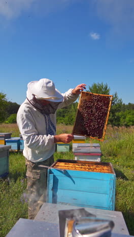 apiarist inspecting bees among nature. beekeeping process on industrial factory background in the countryside. vertical video