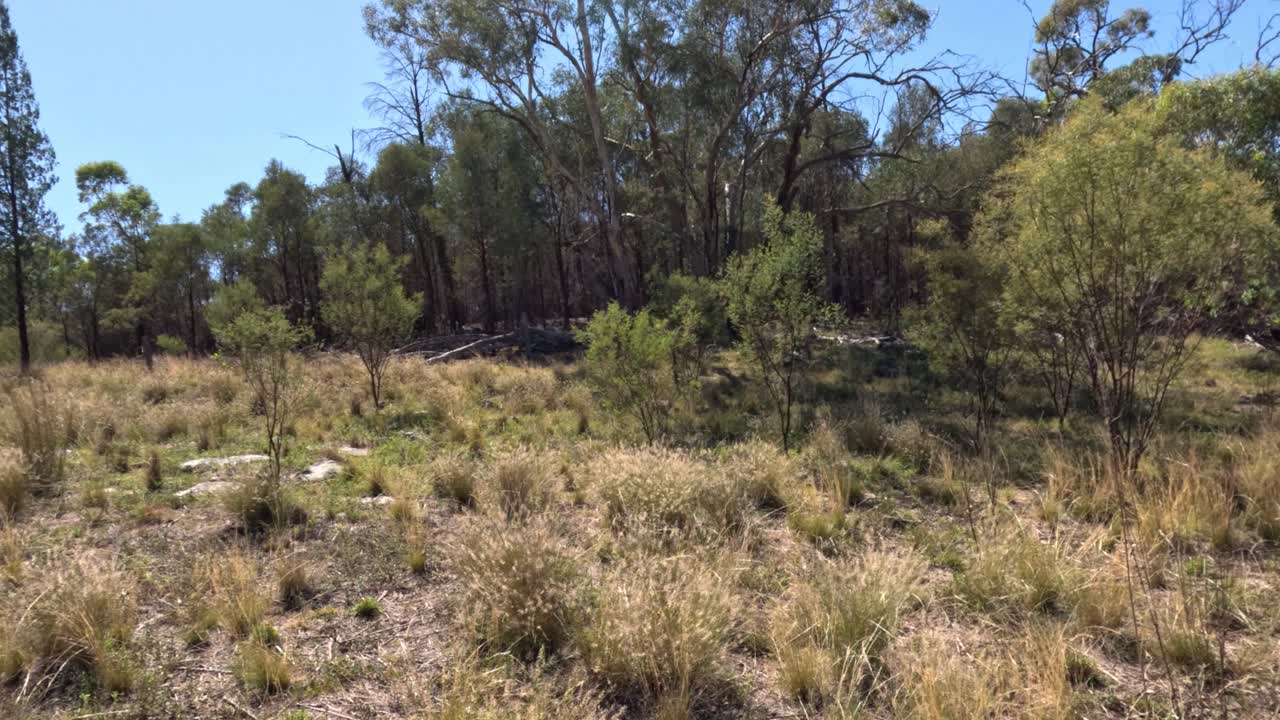 Un campo sereno con alberi ed erba